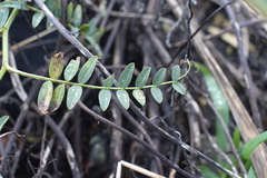Vicia gigantea