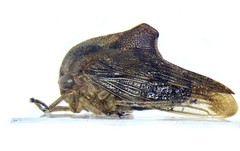 Telamona tiliae