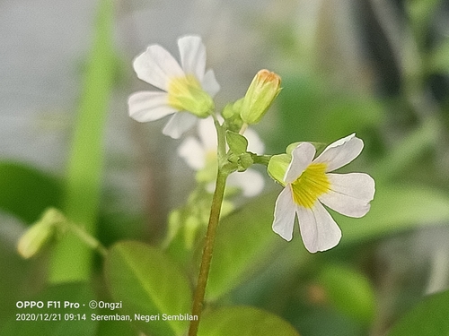 Barrelier's woodsorrel (Oxalis barrelieri)