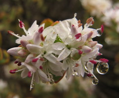 Veronica pinguifolia