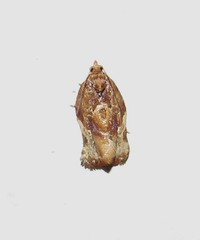 Argyrotaenia sphaleropa