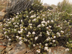 Veronica pinguifolia