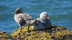 Tachyeres leucocephalus