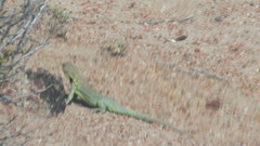 Liolaemus fitzingerii