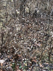 Symphoricarpos albus