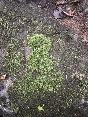 Fissidens dubius