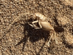 Rhachocnemis validus