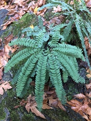 Adiantum aleuticum aleuticum