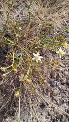 Gutierrezia gilliesii