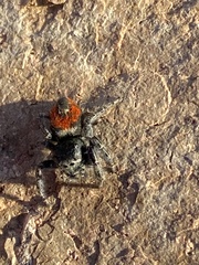 Phidippus phoenix