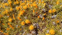 Chuquiraga aurea