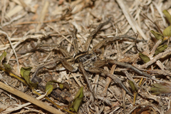 Tasmanicosa kochorum