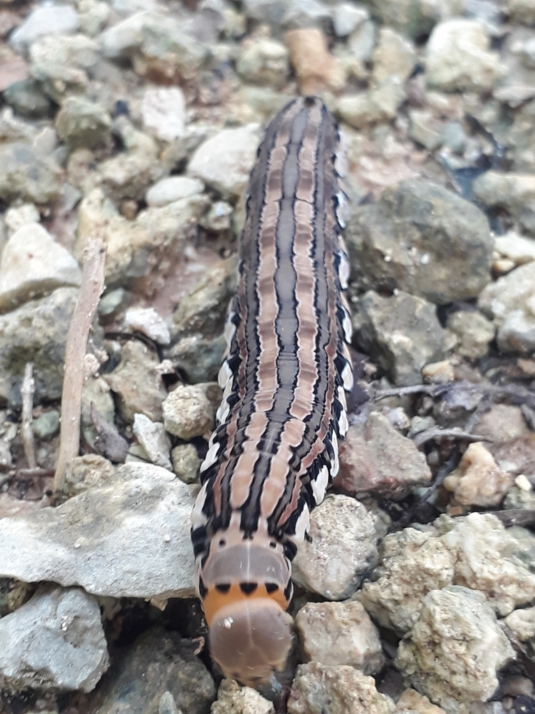 Isognathus rimosa