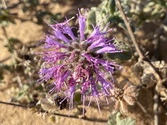 Monardella undulata