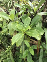 Psychotria mariniana