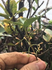 Alyxia stellata