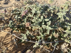 Monardella undulata