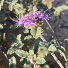 Monardella undulata