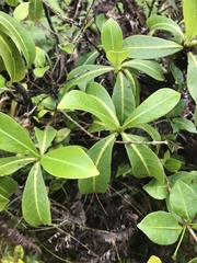 Psychotria mariniana