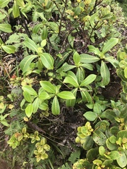 Psychotria mariniana