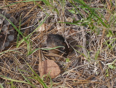 Thomomys