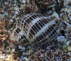 Acanthinucella