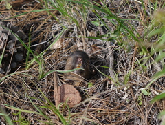 Thomomys