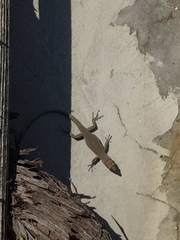 Dalmatolacerta oxycephala