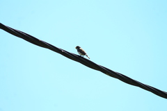 Sporophila caerulescens