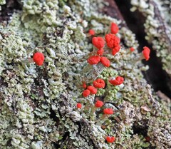 Cladonia ravenelii