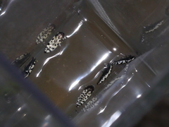 Acmaeodera decipiens