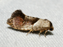 Eupselia holoxantha