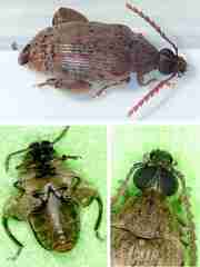 Caryedon gonagra