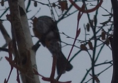 Hypsipetes amaurotis