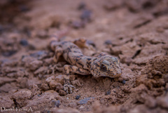 Phyllodactylus gerrhopygus