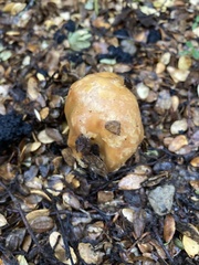 Cortinarius epiphaeus