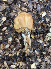Cortinarius epiphaeus