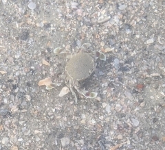 Matuta victor