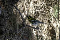 Setophaga townsendi