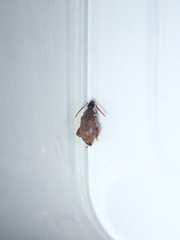 Caryedon gonagra