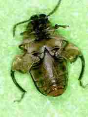 Caryedon gonagra