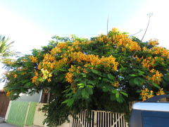 Delonix regia flavida