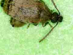 Caryedon gonagra