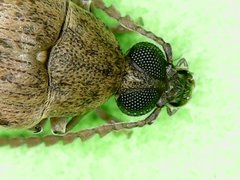 Caryedon gonagra