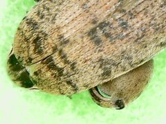 Caryedon gonagra