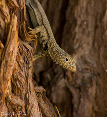 Microlophus theresioides