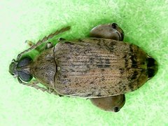 Caryedon gonagra
