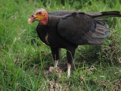 Lesser Yellow-Headed Vulture photo 3
