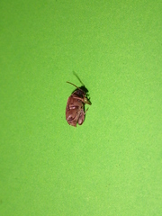 Caryedon gonagra