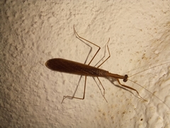 Musoniella